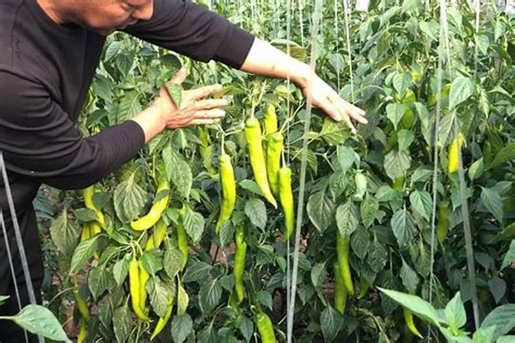 辣椒收获期叶面喷施氮肥可以吗,比例是多少？