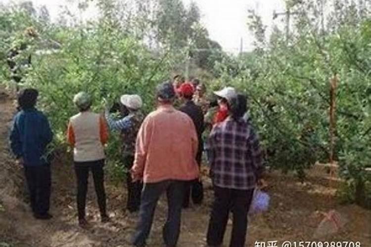 如何使用叶面肥,记牢哪几个时间点,你知道吗？