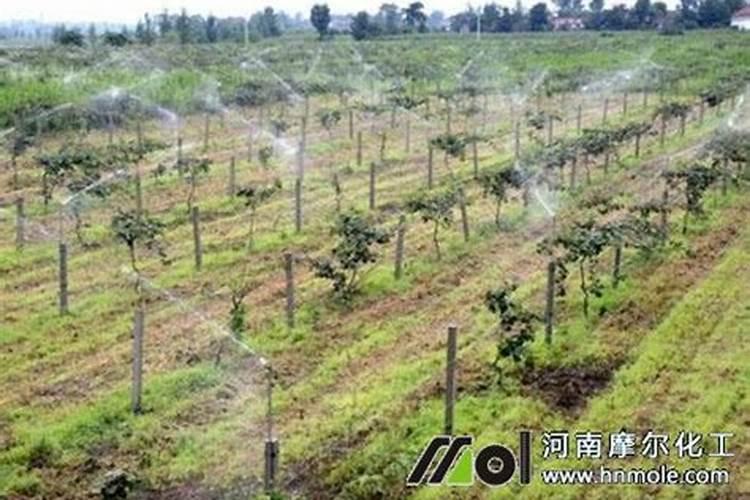 怎么养护福建茶盆景？
