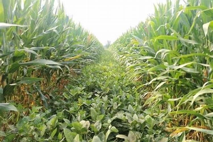 种植大豆需要上多少肥都上什么肥