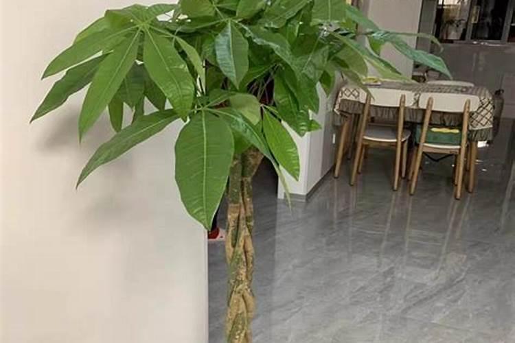 新买的发财树多久施肥 发财树施肥时间有哪些注意事项