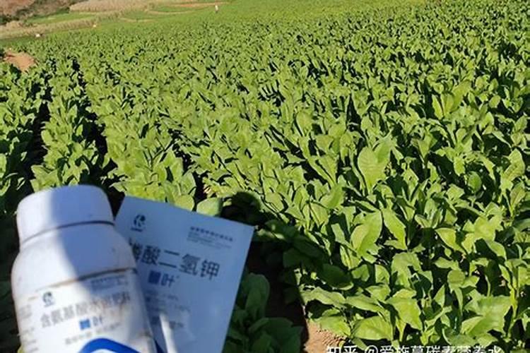 小烟苗用什么肥料最好