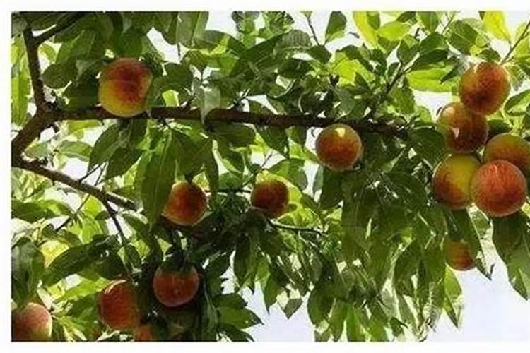 桃树用什么肥料好