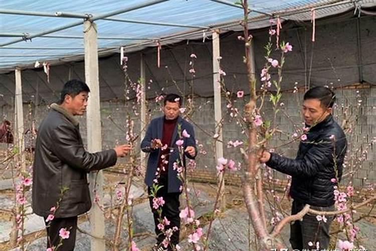 桃树怎么施肥才能高产且注意事项多？