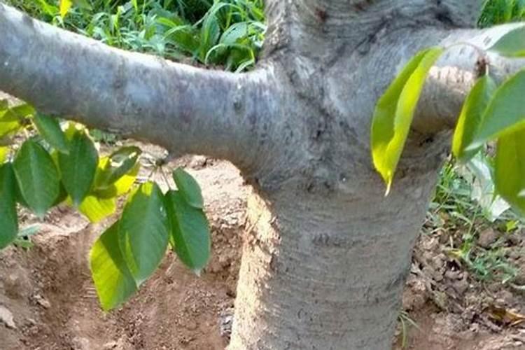 刚栽的果树苗浇了水溶肥会死吗
