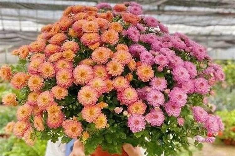 球菊春天怎么养