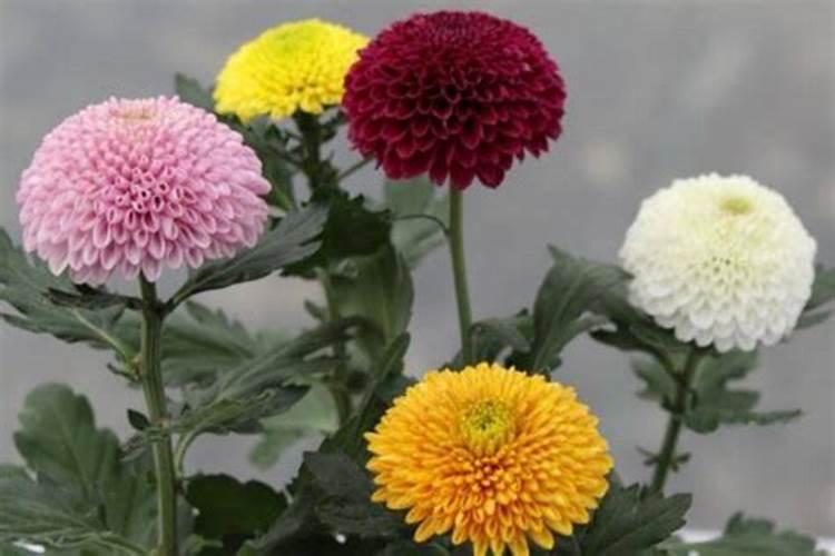 乒乓菊的繁殖方法和注意事项有哪些？