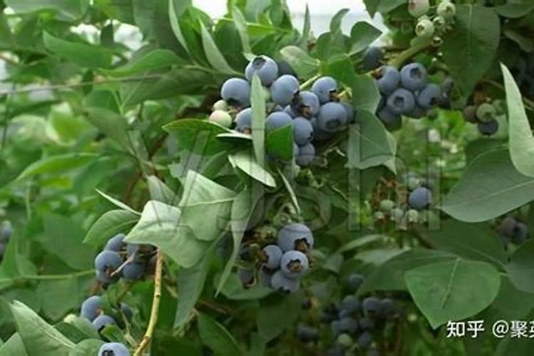 蓝莓促花用什么含量冲施肥？