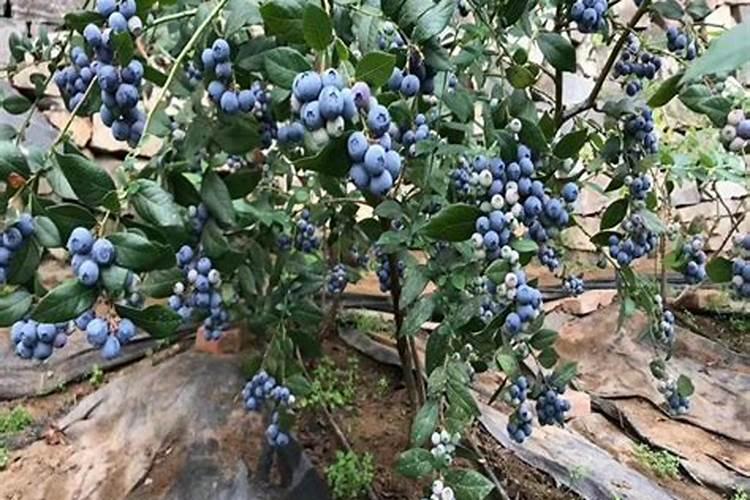 蓝莓叶子变这样是什么问题？