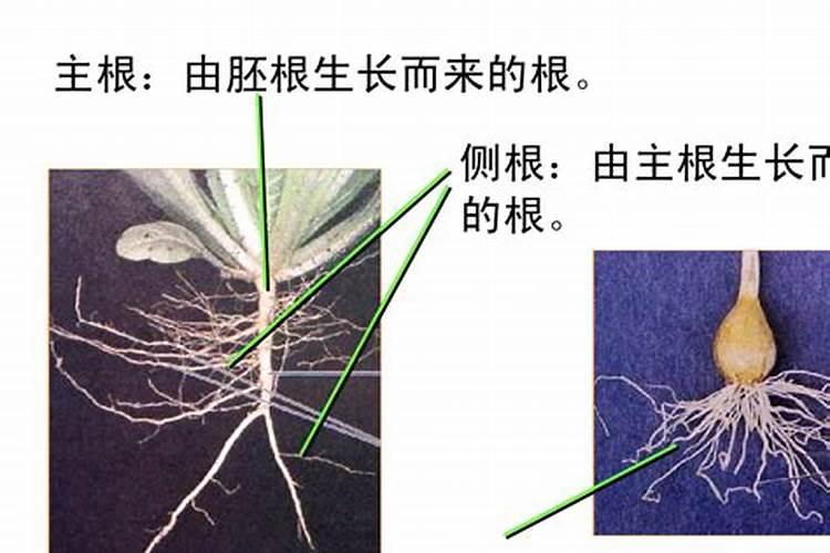 氮肥磷肥钾肥的作用记忆口诀
