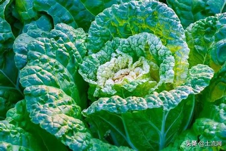 白菜喜欢什么样的肥料