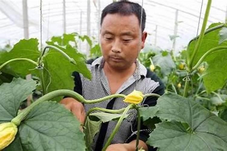 温室大棚冬瓜秧的管理,点花七天了,瓜长的很慢,秧子狂长。能浇水吗？百...