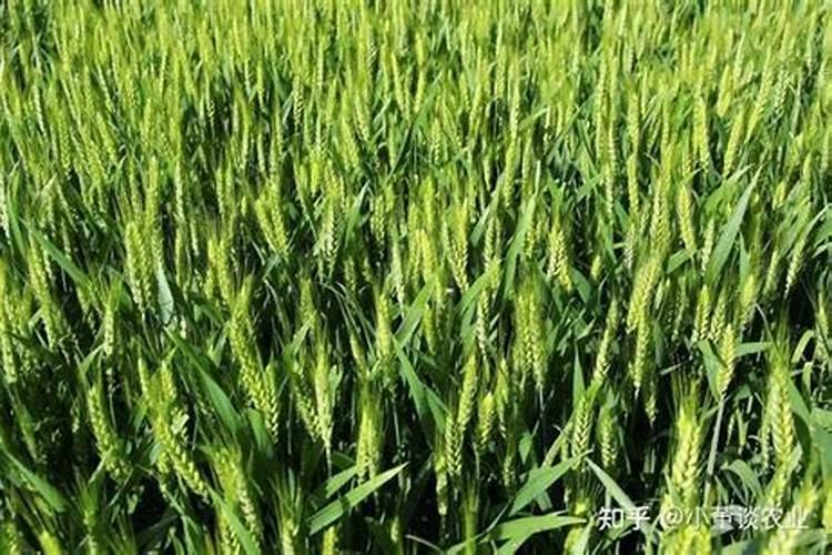 黄瓜用平衡肥好还是高钾肥 黄瓜用什么肥料好