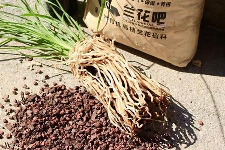 松树皮小石子养兰配比是多少？