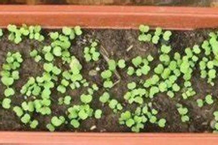 煮熟了的绿豆能上君子兰吗？