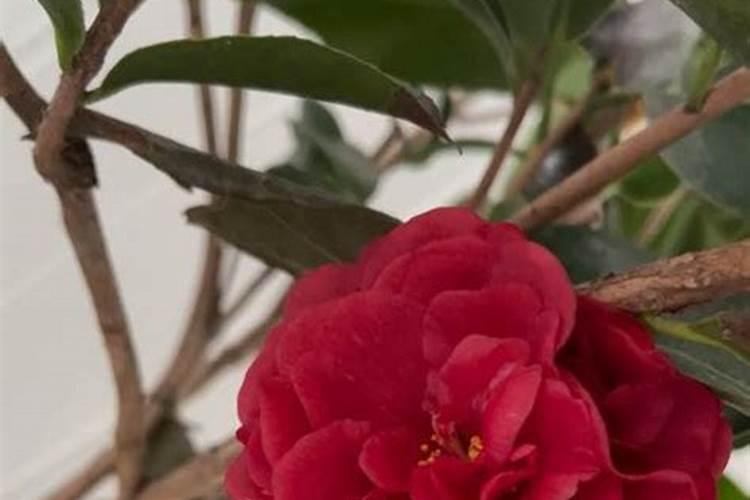 山茶花开花时能施肥吗,开花期施什么肥
