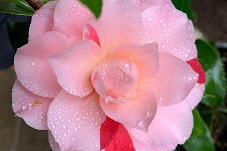 山茶花开花时能施肥吗,开花期施什么肥