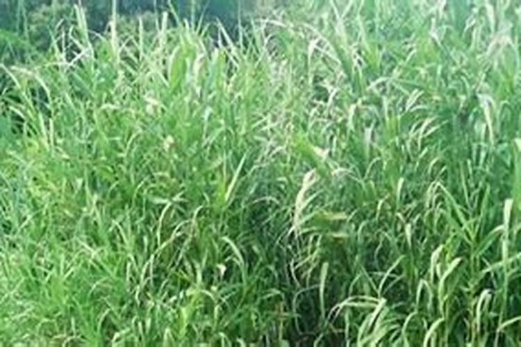 怎么有的人说挺好呢？坟上长了很多,芦草