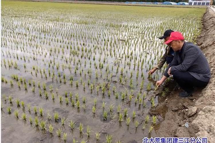 钾肥对水稻的作用及功能