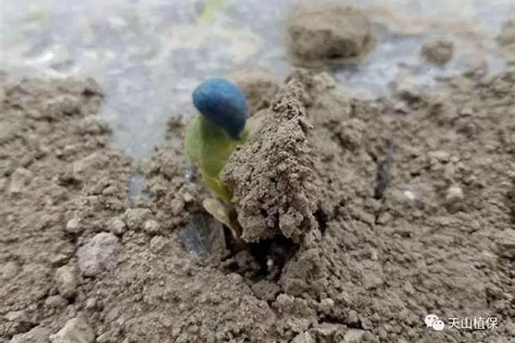 刚栽的果树苗多久可以施肥