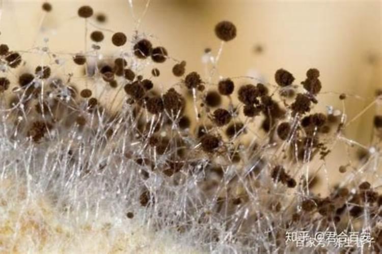 高品质的新会陈皮有哪些选购要点？