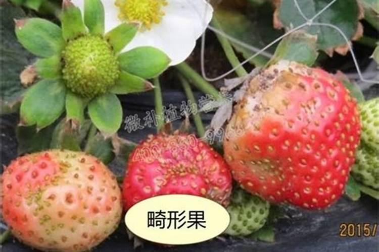 温室番茄畸形果是怎样发生的？如何防