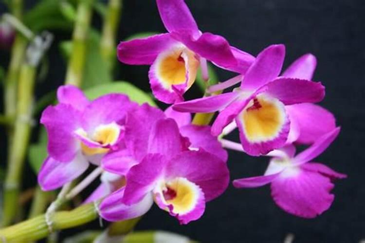 球花石斛怎么促花