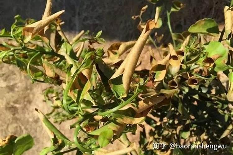 种植脐橙如何施肥效果更好