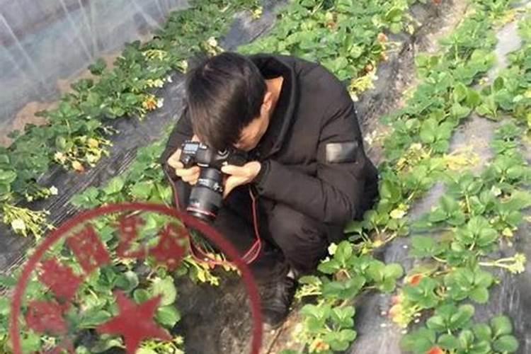 草莓各个时期的施肥方案 什么时候冲高磷肥