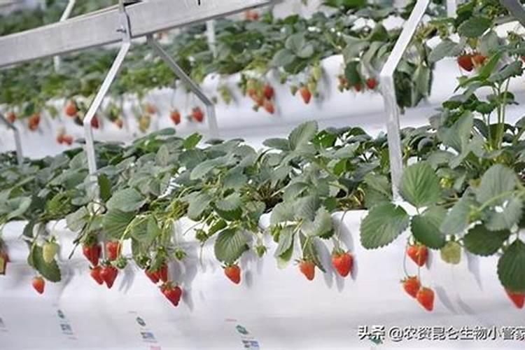 菜子饼属于哪类肥料