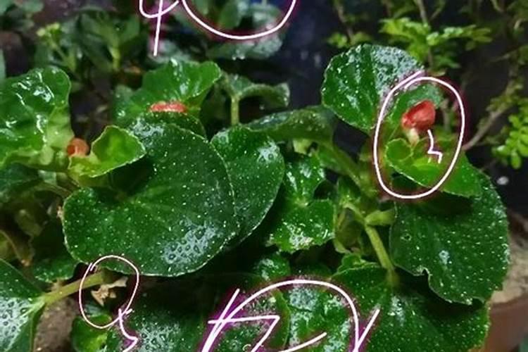 海棠花有花苞可以喷叶面肥吗