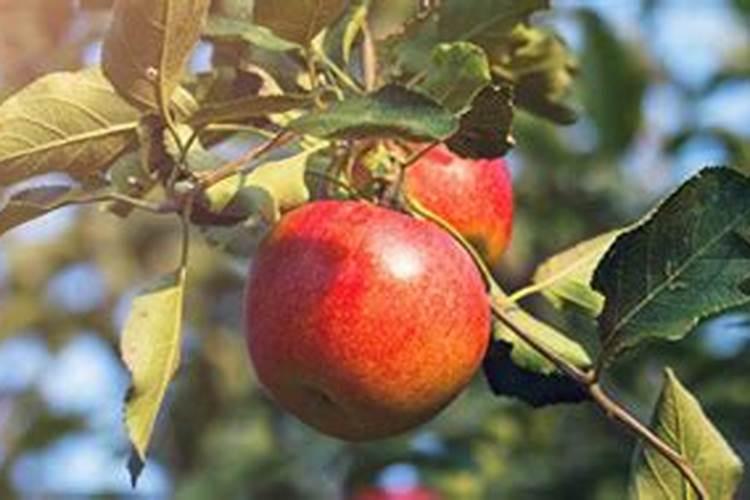 红肉苹果树施什么肥？红肉苹果树的种植管理技术