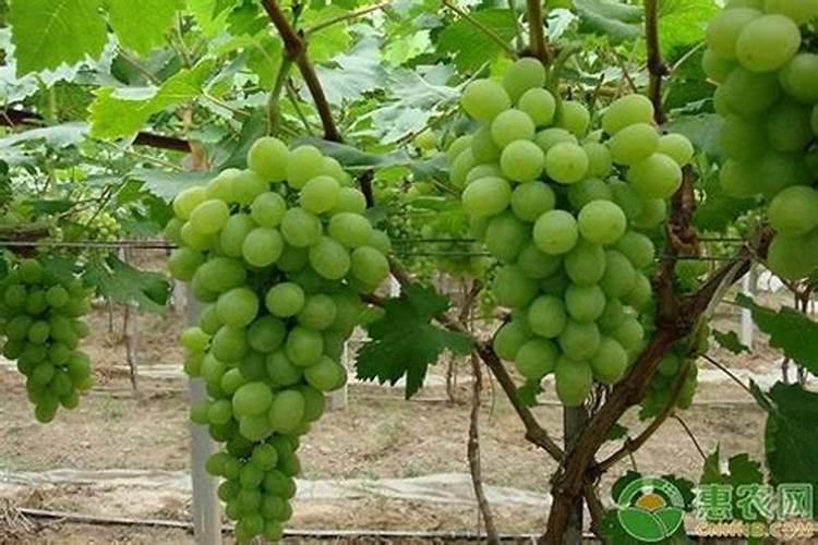 葡萄膨果期用什么肥料？老农是这样做的