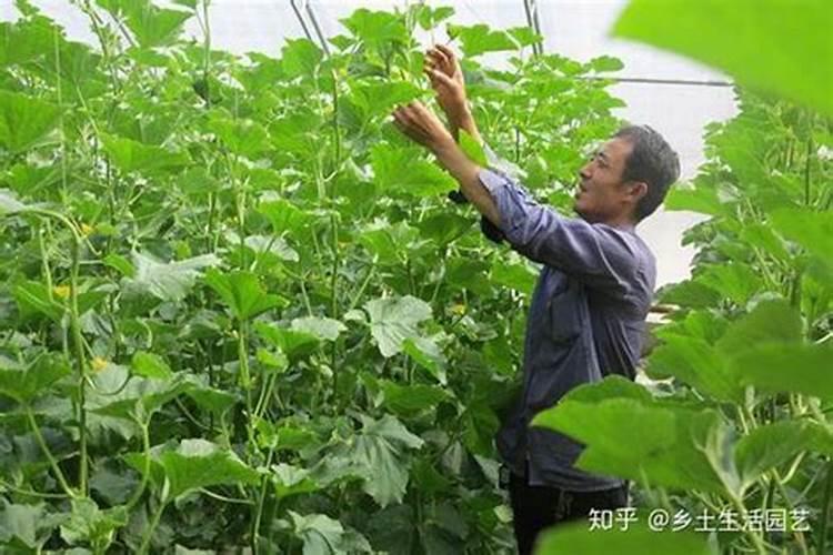 吊蔓甜瓜下面的有比鸡蛋大上面的刚开花,这时候如何用肥,是用高钾肥还是...
