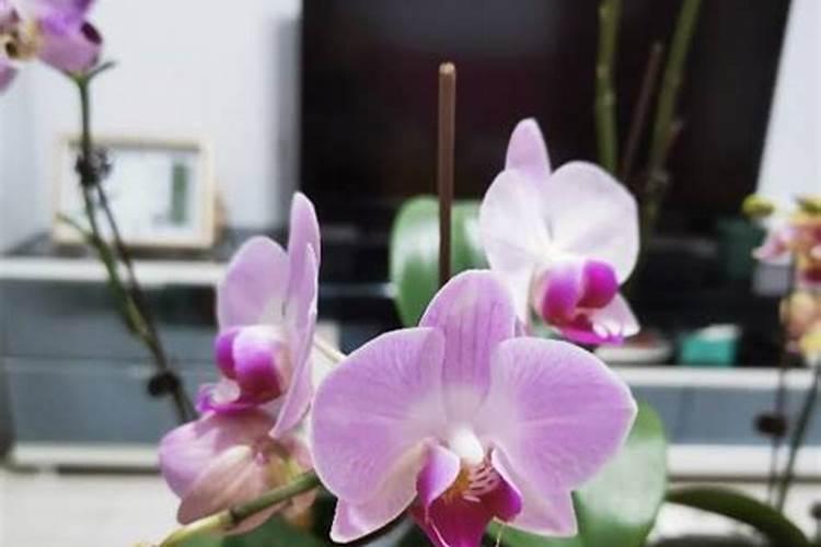 蝴蝶兰开花时能施肥吗,蝴蝶兰开花后花剑怎么处理