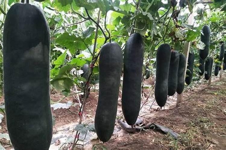 水稻施磷肥有什么作用