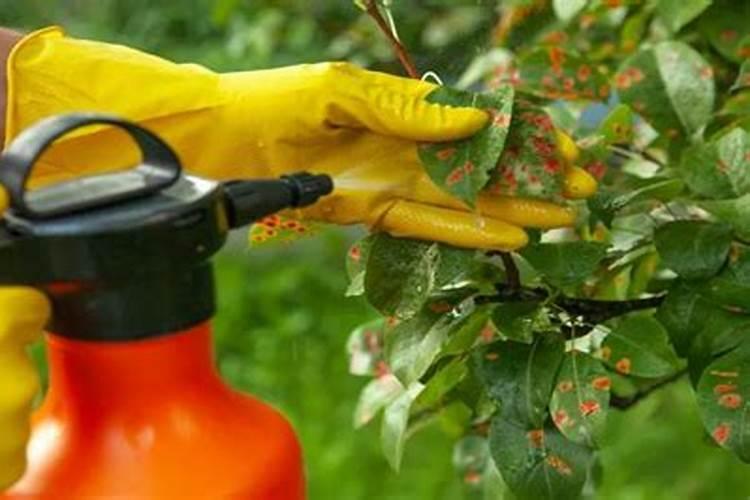 兰草花用什么肥料最好