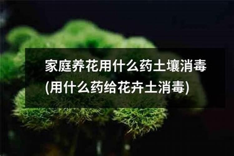 什么药是养花土壤杀虫杀菌的最佳之选