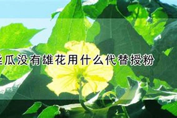 丝瓜用高钾的叶面肥可以吗