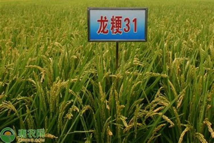 龙粳31水稻品种简介(种子插秧规格,分蘖情况介绍)