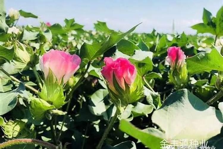 月季一发芽就枯萎了是怎么回事