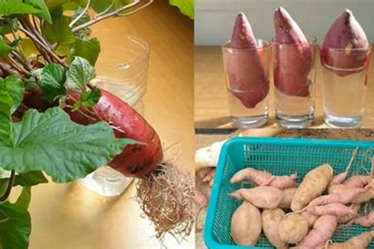 种红薯用什么肥料合适