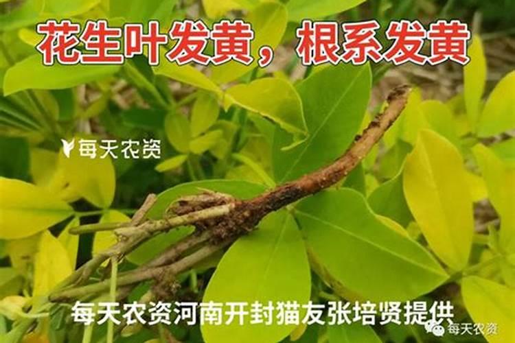 北美枫香树怎么浇水最好