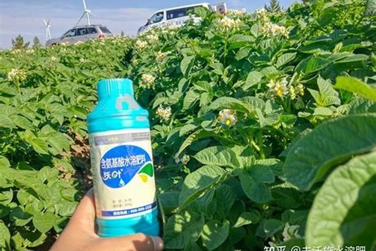 盆栽多肉植物施什么肥 该如何施肥