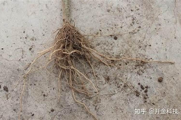 什么肥料促进根系生长