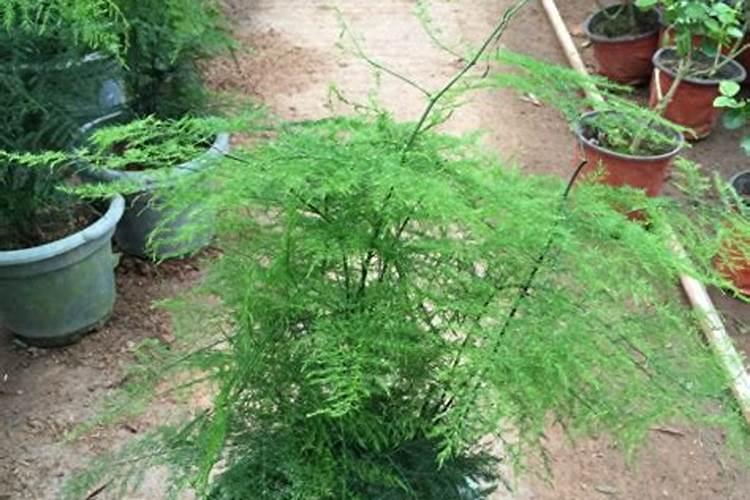 请问文竹施肥能不能施氮肥？还有磷肥和硼肥是什么？