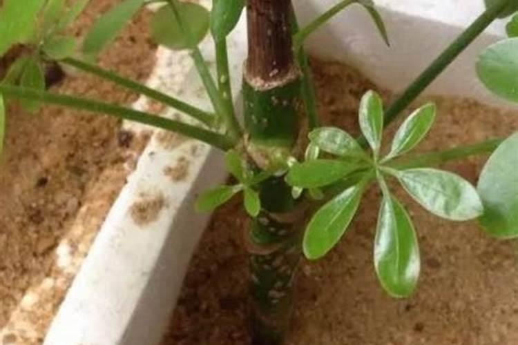 生根最快的肥料