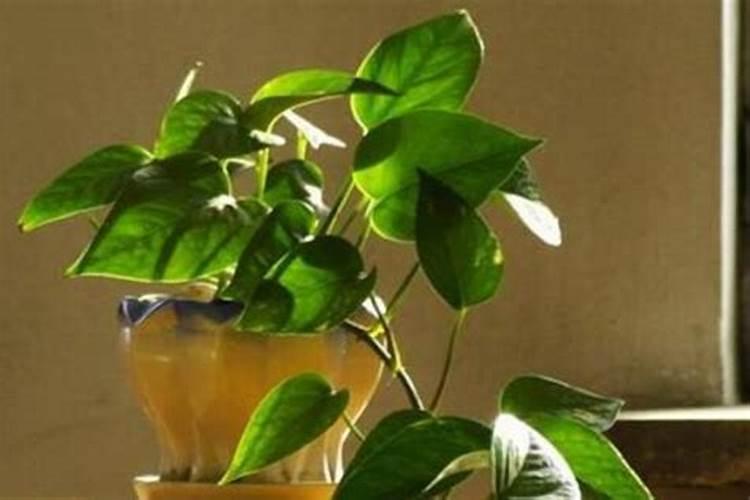 怎样做花土不烂根