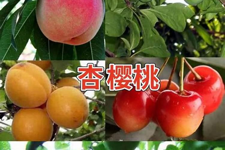 春季桃树应该怎么施肥产量高