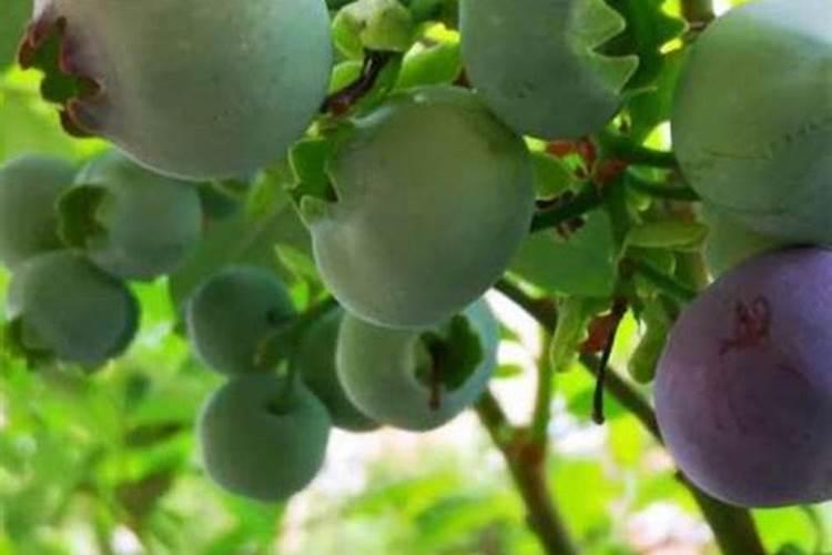 蓝莓施肥用什么肥料最好 种蓝莓用肥正确长得快